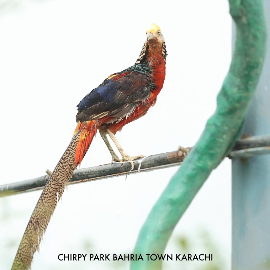 Bahria-Chirpy-Park-Bird